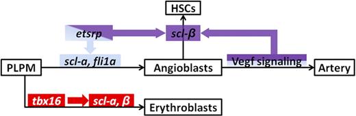 Figure 7. A model of the regulation of scl expression during primitive and definitive hematopoiesis. By the time scl starts to express, the PLPM has already bifurcated into angioblasts and erythroblasts. In erythroblasts, tbx16 is required for the expression of both scl-α and scl-β, which function redundantly during erythropoiesis. While in angioblasts, both scl isoforms are turned on separately by etsrp. Scl-α and fli1a act downstream of etsrp to specify angioblasts. At least some of these angioblasts have the potential to become hemogenic and acquire the competency for definitive hematopoiesis through an scl-β–dependent process. Vegf signaling, which is required for arterial induction, acts upstream of scl-β during definitive hematopoiesis.