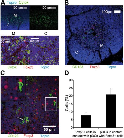 Figure 7. Human Foxp3+ nTreg cells colocalize with CD123+ pDCs within the human thymic medulla. (A) Pan-cytokeratin (Cytok, green) immunostaining of human TECs, and nuclei staining with TOPRO-3 (blue) showing differential expression of Cytok in thymic medulla (M) and cortex (C). (Top panels) Original magnification 10×. Bar represents 100 μm. Double staining of Cytok (green) and Foxp3 (red) showing the localization of Foxp3+ nTregs in the thymic medulla (bottom panels). Original magnification 25×. Bar represents 50 μm. (B-C) Double immunostaining of CD123 (green) and Foxp3 (red) showing colocalization of pDCs and nTregs within the thymic medulla (B). Original magnification 10×. Bar represents 100 μm and highlighting close interactions among them (C arrows and upper left inset). Original magnification 40×. Bar represents 50 μm. (D) Quantification of Foxp3+ nTregs interacting with CD123+ pDCs, and vice versa, in the human thymus. Data are mean ± SEM (percent) of interacting cells within 1465 Foxp3+ and 518 CD123+ cells in 7 fields from 3 independent tissue sections.
