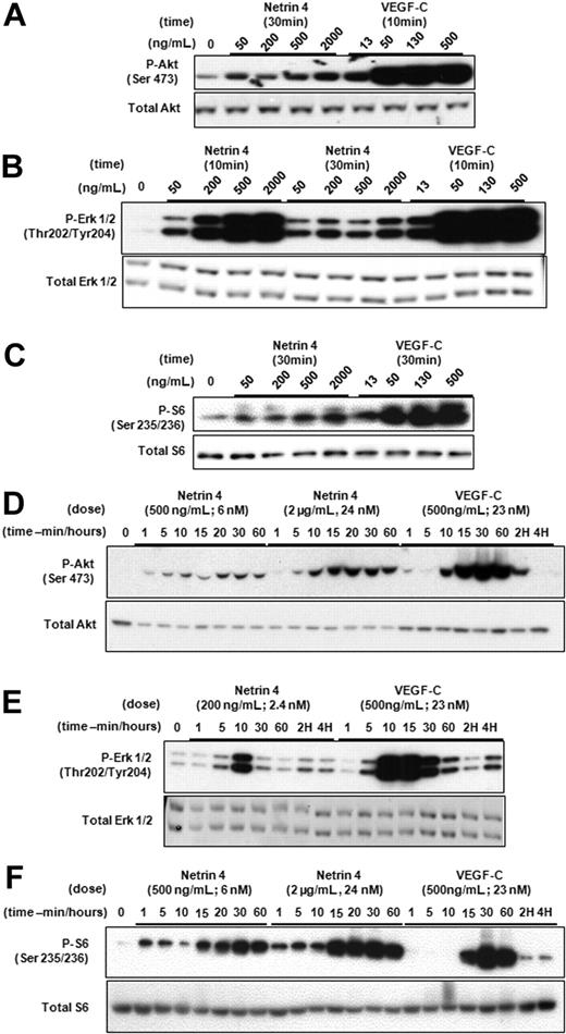 Figure 2. Netrin-4 activates intracellular signaling pathways of HMVEC-dLys. Determination of the phosphorylation of Akt (Ser 473; Serine 473, panels A and D, respectively), p42/p44 (Thr 202/Tyr 204; Threonin 202/Tyrosine 204, panels B and E, respectively), and Ribosomal protein S6 (Ser 235/236; Serine 235/236, panels C and F) by Western blotting after Netrin-4 treatment of HMVEC-dLy. Experiments were performed in triplicate.