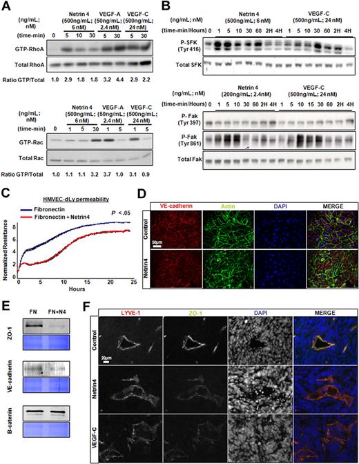Figure 5. Netrin-4 induces in vitro lymphatic permeability. (A) Induction of GTP-RhoA and Rac1 by Netrin-4, VEGF-A, and VEGF-C treatment of HMVEC-dLys. (B) Stimulation of the phosphorylation of Tyrosine 416 of Src kinase family (SFK, Tyr416) and the Tyrosin 861 but not the Tyrosine 391 of focal adhesion kinase (FAK; Tyr861 and Tyr391) by Netrin-4 (500 ng/mL) and VEGF-C (500 ng/mL). (C) Measurement of the electrical resistance of the cell monolayer over 24 hours using the ECIS system or (D) immunostained using an anti–VE-cadherin antibody to visualize cell junctions (scale bar: 50 μm) of HMVEC-dLys seeded either on Fibronectin or Fibronectin plus Netrin-4. (E) Membrane fraction proteins prepared from HMVEC-dLys seeded as previously mentioned in panels C and D analyzed for ZO-1, VE-cadherin, and beta-catenin expression (equivalent loading assessed by coomassie blue staining). (F) Control, Netrin-4, VEGF-C overexpressing MCF7 tumor sections stained for the cell junction protein ZO-1 or the lymphatic marker LYVE1 (scale bar: 20 μm). Data presented in panels A through E are from 1 experiment and representative of 2 independent experiments. Pictures were taken on an Olympus IX71 microscope, at 400× magnification using a DP30BW Olympus camera and the MicroSuite Basic Edition Olympus software.