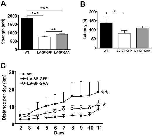 Figure 5. Motor performance. (A) The sum strength in forelimbs and hind limbs was measured more than 150 days after transplantation (range, 158-316 days; WT: n = 6; average age, 208 days; range, 167-252 days; LV-SF-GFP: n = 13; average age, 210 days; range, 158-316 days; LV-SF-GAA: n = 22; average age, 212 days; range, 158-316 days). Congenic age-matched WT animals are stronger than both Gaa−/− mice that received a transplant of LV-SF-GFP or with LV-SF-GAA, and the mice that received a transplant of LV-SF-GAA are significantly stronger than the LV-SF-GFP mice (**P < .01; ***P < .001). (B) Rotarod performance. The latency (seconds on the rotarod) was determined in all treatment groups at the age of 10 months (WT, n = 6; LV-SF-GFP, n = 10; LV-SF-GAA, n = 14). WT mice perform significantly better (P < .05) than animals that received a transplant of LV-SF-GFP. Mice that received a transplant of LV-SF-GAA perform on average better than animals that received a transplant of LV-SF-GFP (not significant) but worse than WT animals (not significant). (C) Running wheel performance. Running distances increased during the 11 days that they were measured (WT, n = 3; LV-SF-GFP, n = 5; LV-SF-GAA, n = 6). WT mice run longer distances than both mice that received a transplant of LV-SF-GFP (**P < .01) and mice that received a transplant of LV-SF-GAA, and mice that received a transplant of LV-SF-GAA mice perform better than animals that received a transplant of LV-SF-GFP (*P < .02).