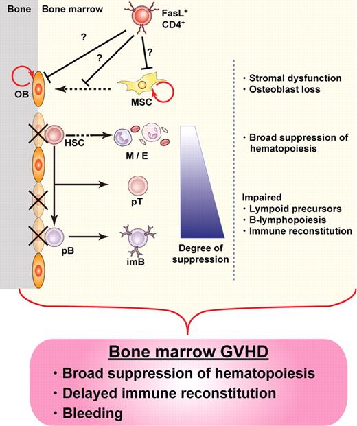 Figure 6. Concept of BM GVHD. BM appears to be a target for GVHD, with hematopoietic niches, especially those occupied by osteoblasts, being impaired soon after allo-HSCT. The damage is mediated by donor CD4+ T cells, resulting in BM suppression, including B-lymphopoiesis disruption. The concept of BM GVHD provides an explanation for the symptoms associated with BM dysfunction, such as infections after delayed immune reconstitution. Depletion of CD4+ T cells with anti-CD4 mAb could be a promising treatment to enhance BM recovery by minimizing GVHD while preserving the GVT effect. OB indicates osteoblast; HSC, hematopoietic stem cell; M, myeloid cells; E, erythroid cells; pT, T-cell precursor; pB, B-cell precursor; imB, immature B; and MSC, mesenchymal stem cell.