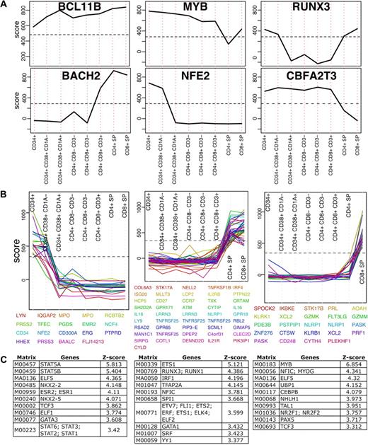 Figure 3. Transcription factors in T-cell development. (A) Enrichment profiles of 6 selected TFs across T-cell development stages (see supplemental Figure 2 for all TFs). These TFs score above the 97.5th percentile (indicated by a horizontal dashed line) in at least one development stage and their change across the development is larger than the 85th percentile. (B) All genes scoring above the 97.5th percentile that change across development above the 85th percentile were clustered to 40 clusters using K-means. Here 3 representing clusters are shown (see supplemental Figure 3 for all clusters). (C) Transcription factor binding site analysis results for each of the 3 clusters shown in panel B. Position weight matrices are ranked by z-score and only the top 10 results in each are shown.
