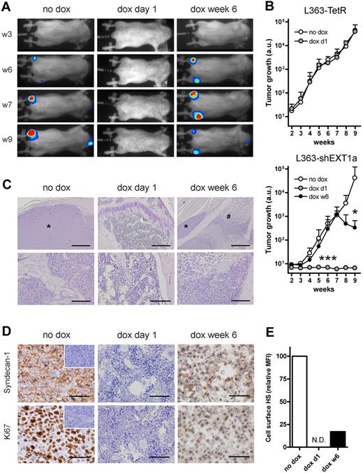 Figure 2. In vivo growth of MM requires EXT1. L363-TetR or L363-shEXT1a MM cells, transduced to express a GFP-luciferase fusion protein, were injected intracardially into Rag-2−/−γc−/− mice. Subsequently, the mice were divided into 2 (L363-TetR) or 3 (L363-shEXT1a) groups; the first group did not receive doxycycline (no dox), the second group was treated with doxycycline throughout the entire experiment (dox day 1), and the third group (L363-shEXT1a only) received doxycycline after 6 weeks (dox week 6). Bones were collected after 9 weeks, fixed in normal buffered formalin, decalcified, and embedded in paraffin. (A) Bioluminescence images of the ventral side of mice injected with L363-shEXT1a MM cells, taken at week 3 (w3), w6, w7, and w9. Representative mice are shown for each group. (B) Tumor growth in mice injected with L363-TetR or L363-shEXT1a MM cells, as determined by the average photon emission intensity (arbitrary units) measured for the total body. Data are mean ± SD (n = 5 per group). A Mann-Whitney test (2-tailed) was applied to determine significance: *P < .05; **P ≤ .01; ***P ≤ .001. (C) Hematoxylin-stained femur sections of representative mice. Within the femurs of the no dox and dox week 6 mice, myeloma tumors (indicated with asterisks) were found. Bars represent 500 μm and 100 μm for top and bottom panels, respectively. #Necrotic MM cells. *MM cells. (D) To visualize the tumors and their proliferation, anti–human syndecan-1 (clone MI-15, Dako Denmark) and anti–human Ki67 (M7240, Dako Denmark) immunostainings were performed. The no dox and dox week 6 mice had tumors with approximately 87% and approximately 34% Ki67+ MM cells, respectively (data not shown). In the dox week 6 mice, areas of necrosis with weak and diffuse syndecan-1 and Ki67 staining were found. Representative areas are shown. Bars represents 50 μm. (Insets) Isotype controls. IC micrographs were obtained with an Olympus BX51 light microscope, using a 10×/0.30 Plan FI, 20×/0.50 Plan FI, or 40×/0.85 PlanApo objective, connected to an Olympus DP70 camera. Images were captured with Olympus DPController software (Version 1.2.1.108) and further processed with Adobe Photoshop (Version 7.0). (E) Cell-surface HS expression of GFP+ L363-shEXT1a MM cells harvested from the bones of no dox and dox week 6 mice, as determined by FACS. The mean fluorescence intensity (MFI) of the untreated mice was normalized to 100%. N.D. indicates not determined (no tumor).