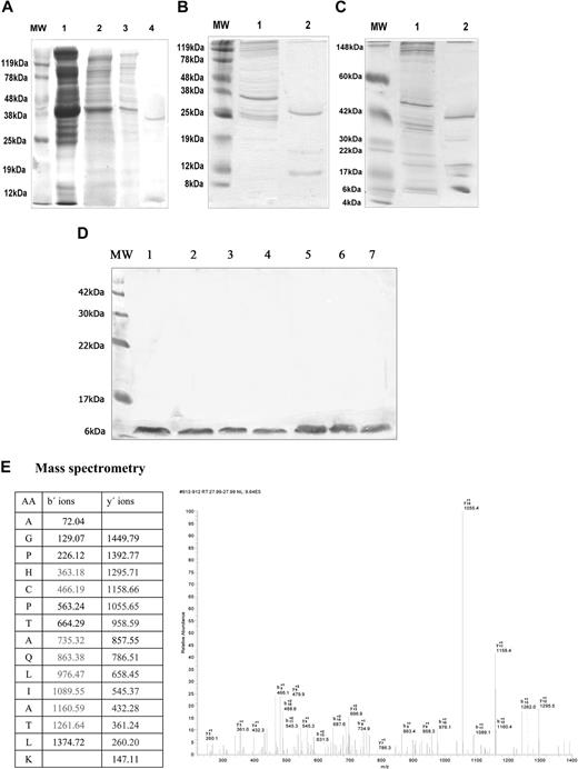 Figure 1. SDS-PAGE and Coomassie (or silver) stain of unbound and eluted proteins, from β2GPI affinity column, derived from different platelet membrane preparations. (A) Proteins from HD1 platelet preparation; MW indicates molecular weight marker; lane 1, complete platelet lysate; lane 2, platelet membrane protein extract; lane 3, unbound proteins; lane 4, eluted proteins (39 kDa and approximately 8 kDa). (B) Proteins from HD2 platelet preparation; MW indicates molecular weight marker; lane 1, unbound proteins; lane 2, eluted proteins (30 kDa and approximately 9 kDa). (C) Proteins from HD3 platelet preparation; MW indicates molecular weight marker; lane 1, unbound proteins; lane 2, eluted proteins (40 kDa, 30 kDa, 19 kDa, 15 kDa, 8 kDa). (D) Proteins from platelet preparations from patients with APS; MW indicates molecular weight marker; lanes 1 to 7, single eluted protein (8 kDa) from patients with APS 1 to 7. (E) MS/MS analysis of the 8-kDa protein eluted from β2GPI affinity column. Generated fragments of precursor ion m/z 761.35 correspond to the peptide AGPHCPTAQLIATLK. Experimentally detected y- and b-ions are marked in bold (color).