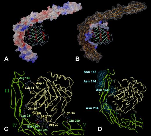 Figure 4. Structural analysis of β2GPI–PF4 complex. This model was extracted from the dynamics docking simulation and then extensively minimized. Among the 70 best ranked structures extracted from the simulation trajectory, this model exhibited the most favorable binding energy. (A) The molecular surface representation of β2GPI is colored by its electrostatic potential (red indicates electronegative; blue, electropositive; gray, hydrophobic), whereas PF4 is shown in ribbons colored by its secondary structure. (B) The interaction interface of PF4 is colored by its electrostatic potential. It possesses electrostatic charges complementary to that of the interaction surface of β2GPI (shown as orange ribbons). (C) Representation of the hydrogen bonds formed between domains III, IV, and V of β2GPI (shown as green ribbons) and PF4 (shown as yellow ribbons). The residues involved in these interactions are displayed as CPK-colored ball/stick and labeled in the color of the corresponding chain. (D) Steric clash analysis of the N-glycans at residues Asn143, Asn174, and Asn234 of β2GPI (as determined by x-ray crystallography in PDB structure 1QUB) and PF4. The oligosaccharides are shown as blue sticks with dotted surface, whereas PF4 is displayed as a yellow ribbon. Only a bulky-complex sugar at Asn164 could interfere in ligand binding.