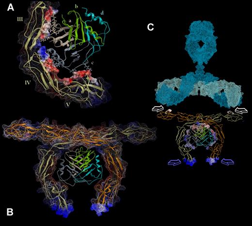 Figure 5. PF4 can potentially dimerize β2GPI, favoring the recognition of the complex by autoantibodies. (A) The binding of PF4 to β2GPI involves exclusively residues of chains a and c (shown as ball/sticks in the color of their parent chain). The molecular interaction interface of β2GPI is shown as transparent surface colored by its electrostatic potential. Markedly, no residues belonging to chains b (green) and d (cyan) are used for this interaction. (B) Chains b and d of PF4 tetramer can bind an additional (to that interacting with chains a and c) β2GPI molecule, leading to dimerization of the latter. Each β2GPI monomer is shown as ribbon in different color (orange and yellow). Its molecular surface is colored according to its electrostatic potential and displayed in wire representation (for the membrane binding regions) and as dotted surface for the rest of the molecule. (C) A plausible model for the mode of antibody binding to β2GPI dimer, which is formed on the interaction with the PF4 tetramer. The immunoglobulin structure, shown in light blue (heavy chains) and cyan (light chains), was adapted from the published structure by Padlan40 (based on PDB structures 2IG2 and 1FC2). White arrows indicate the epitopes that thrombosis-associated antibodies recognize on domain I of β2GPI.41 Notably, these epitopes are arranged in a geometry that is compatible with their readily and bivalent recognition by antibody's antigen-binding sites. Blue arrows indicate the positively charged regions in domain V of β2GPI, which are involved in interaction with negatively charged membranes. The interaction interface of PF4 is displayed as dots and is colored by its electrostatic potential.