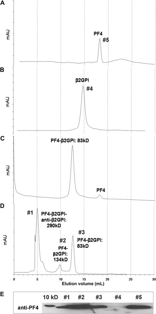 Figure 6. HPLC/SEC. PF4 alone (A) and β2GPI alone (B) were injected individually to a Superose 6 10/300 GL column connected to an ÄKTA HPLC system, at a flow rate 0.5 mL/min. Preincubated complexes (30 minutes at 37°C) consistent with PF4 + β2GPI (C) and PF4 + β2GPI + anti-β2GPI (D) were injected into the column as previously. (E) SEC-purified fractions from peaks 1 to 5 were concentrated in a SpeedVac and were analyzed by immunoblot with anti-PF4 mAb.