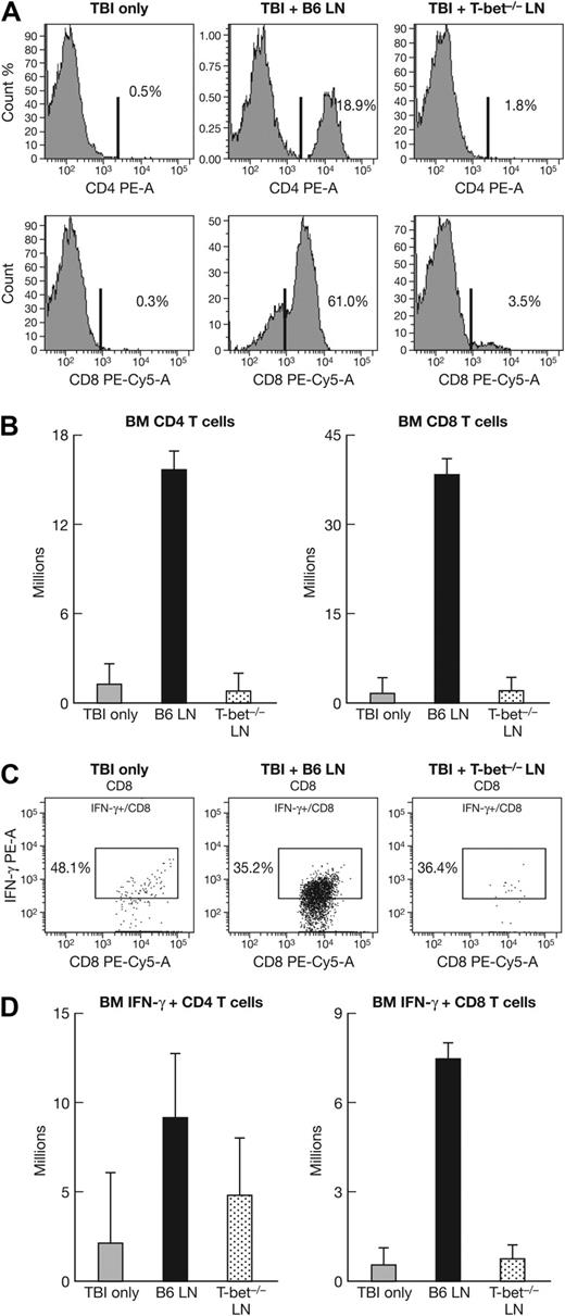 Figure 3. T-cell expansion after the infusion of B6 and T-bet−/− LN cells. CByB6F1 mice that received TBI only (n = 11), B6 LN (n = 13), or T-bet−/− LN (n = 16) treatment were analyzed for CD4 and CD8 T-cell expansion in the BM shown as representative histograms (A) and means with SEs (B). There was drastic expansion (P < .01) of infused B6 T cells but not infused T-bet−/− T cells. We also analyzed the proportion of BM CD4 and CD8 T cells that express IFN-γ, shown as representatives (C) and means with SEs (D), because there was also significant expansion of IFN-γ–expressing CD4 (P < .05) and IFN-γ–expressing CD8 (P < .01) T cells in mice that received infusion of B6 LN cells but not T-bet−/− LN cells.