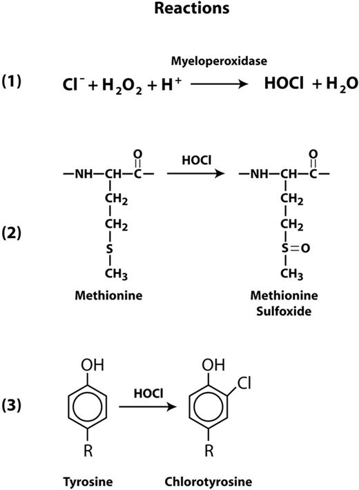 Figure 1. Reactions for HOCl generation and oxidation of Met and Tyr residues. Myeloperoxidase catalyzes the conversion of hydrogen peroxide to HOCl and water in the presence of chloride ions (reaction 1). HOCl is capable of oxidizing methionine to methionine sulfoxide (reaction 2) and tyrosine to 3-chlorotyrosine (reaction 3).