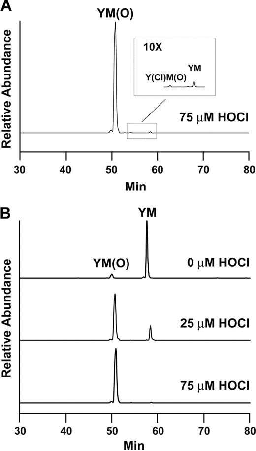 Figure 3. Reconstructed ion chromatograms of oxidized tryptic fragments. (A) In the presence of 75μM HOCl, approximately 99% of the A2 peptide contained methionine sulfoxide at position 1606, whereas only 0.3% contained both chlorotyrosine at position 1605 and methionine sulfoxide at 1606. (B) The content of methionine sulfoxide at position 1606 increased with increasing concentration of HOCl.