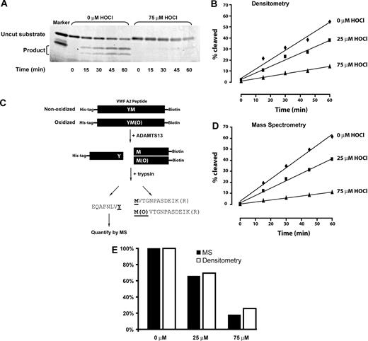 Figure 4. Time-dependent cleavage of oxidized or nonoxidized VWF A2 peptide by ADAMTS13. (A) Representative SDS-PAGE of ADAMTS13 cleavage of the A2 peptide substrate. In the unoxidized substrate, on the left, cleavage products of 9 kDa and 4 kDa accumulate over time, with concomitant disappearance of the 13-kDa substrate. Cleavage is markedly reduced after oxidation of the substrate peptide with 75μM HOCl (right side of gel). (B) Rate of cleavage quantified by densitometry. (C) Schematic depiction of the method used to quantify ADAMTS13 cleavage of the substrate peptide by MS. Note that the tryptic fragment that arises from the region immediately N-terminal to the ADAMTS13 cleavage site was analyzed. This fragment is identical whether or not the methionine has been oxidized. (D) ADAMTS13 cleavage of the unoxidized or oxidized substrate peptide as determined by MS. (E) Similar cleavage rates were obtained using SDS-PAGE/densitometry and MS.