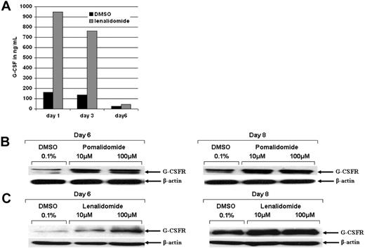 Figure 4. Lenalidomide induces G-CSF and G-CSF receptor expression. Purified CD34+ cells were treated with 0.1% DMSO (control), pomalidomide, or lenalidomide. (A) Supernatants of CD34+ cells treated with pomalidomide, lenalidomide, or 0.1% DMSO were analyzed for cytokine secretion (pg/mL) after 1, 3, and 6 days. Black bars represent control; gray bars, lenalidomide treatment. Intra-assay variability, expressed as coefficient of variation (CV = SD divided by the mean) was calculated based on determining quadruplicates of standards. The SD was calculated based on quadruplicates and was less than 10%. (B-C) CD34+ cells were analyzed for G-CSF receptor protein expression by Western blot. β-Actin served as loading control.