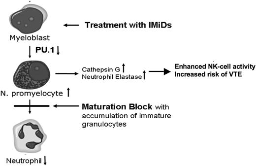 Figure 6. Proposed mechanism of IMiD-induced CG up-regulation. Treatment of hematopoietic progenitors leads to a down-regulation of PU.1, which results in a maturational block of neutrophil granulocytes with peripheral blood neutropenia. The block of maturation leads to an accumulation of neutrophil promyelocytes. The azurophilic granules of promyelocytes store high amounts of serine proteases, such as CG and NE2. Subsequently, levels of CG and NE2 are up-regulated, contributing to the increased risk of VTE.