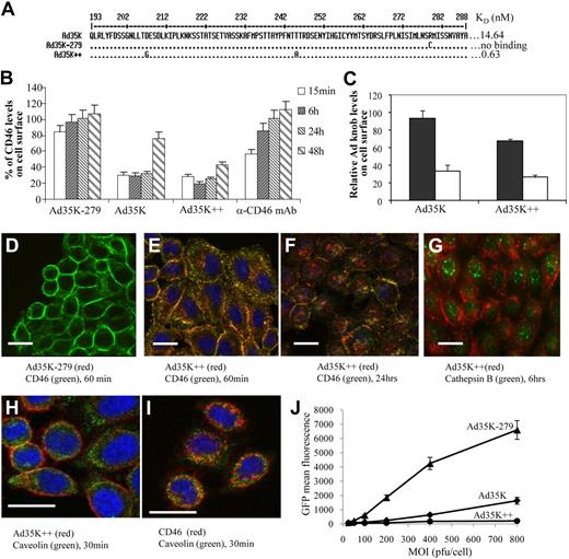 Figure 1. Ad35 knob interaction with CD46. (A) Partial amino acid sequence of wild-type fiber knob (Ad35K) and the Ad35 knob mutants Ad35K-279 (ablated for CD46 binding) and Ad35K++. The corresponding affinities are indicated. The localization of the critical amino acid residues within a 3-dimensional model of the Ad35 fiber knob domain has been reported recently.26,27 (B) CD46 surface levels. Raji cells were incubated with 20 μg/mL Ad35K-279, Ad35K, Ad35++, or with anti-CD46 mAb. At the indicated time points, surface CD46 levels of cells were analyzed by flow cytometry. Shown is the percentage of CD46 levels (mean values and standard deviations), compared with CD46 mean fluorescence intensity of PBS-treated cells; n > 6; P = .021 for Ad35K versus Ad35K++ samples (15 minutes, 6 hours, 24 hours, and 48 hours combined). (C) Ad35 knob surface levels. Raji cells were incubated with Ad35K or Ad35K++ at room temperature for 1 hour. After washing with PBS, cells were incubated with fresh medium at 37°C for 15 minutes (■) or 6 hours (□). The levels of cell-bound Ad35 knob were analyzed by flow cytometry with the use of a mouse anti-His tag antibody followed by an anti–mouse antibody conjugated with Alexa Fluor 488. Shown is the fluorescence intensity (mean values and SDs); n > 6. (D-I) Immunofluorescence microscopy analysis of CD46, Cy3-Ad35K++, cathepsin B, and caveolin. For better clarity of cytoplasmic signals, the microphotographs shown are from HeLa cells. Similar results were obtained with Raji cells. (J) Inhibition of Ad35-GFP infection. Raji cells were treated with 20 μg/mL Ad35K-279, Ad35K, or Ad35K++ for 24 hours and, after washing, infected with Ad35-GFP at the indicated MOIs (multiplicities of infection). GFP expression was analyzed 24 hours later. Shown are the mean values and SDs; n = 3.