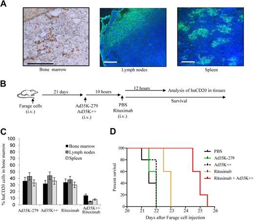 Figure 4. Effect of Ad35K++ on rituximab therapy in Farage xenograft model. (A) Distribution of human CD20+ Farage cells. Note the follicular tumor growth, particularly in the spleen. (B) Treatment scheme. Treatment was started at day 21 after intravenous injection of Farage cells. (C) Flow cytometry for huCD20 cells; n = 7. The differences between rituximab and Ad35K++/rituximab are significant for all 3 tissues (P < .03). (D) Kaplan-Meier survival study after 1 round of treatment; n = 7.