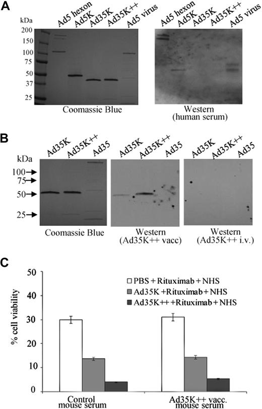 Figure 5. Immunogenicity of Ad35K++. (A) Analysis of Ad knob-specific antibodies in serum from patients with cancer. Recombinant Ad5 hexon, Ad5 knob, Ad35K, and Ad35K++ as well as denaturated Ad5 particles were separated by polyacrylamide gel electrophoresis and stained with Coomassie blue (left). The proteins were plotted to nitrocellulose filter, which were incubated with human serum and subsequently with mouse anti–human immunoglobulin G–HRP conjugates (right). Human serum reacted with multimeric Ad5 hexon, trimeric Ad5 knobs, and virion pentons (∼ 70- and 80-kDa bands) but not with Ad35K or Ad35K++. Shown is a representative sample. (B) Analysis of knob antibodies in serum from mice that were injected subcutaneously with Ad35K++ (Ad35K++ vacc) or injected intravenously with Ad35K++ (Ad35K++ i.v.). Shown are representative samples. Photographs were taken with a digital Panasonic Lumix TZ-3 camera and processed in Adobe Photoshop. (C) Effect of anti-Ad35K++ serum on rituximab-mediated CDC. Raji cells were preincubated with mouse serum at a final dilution of 1:20 for 10 minutes at room temperature. Control serum was from normal mice. Test serum was from vaccinated mice that received subcutaneous Ad35K++ vaccinations. Then, 25 ng/mL Ad35K or Ad35K++ was added for 10 hours, followed by incubation with 15 μg/mL rituximab. CDC was induced 30 minutes later by adding NHS. Viable cells were counted 3 hours later. Shown are the mean values and SDs; n = 5.