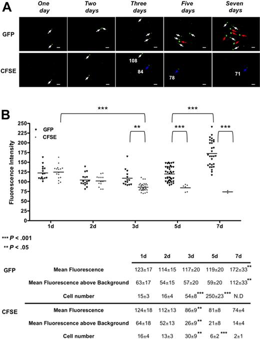 Figure 4. Kinetics of the initiation of proliferation of transplanted LSKCD34− hematopoietic cells. (A) One, 2, 3, 5, and 7 days after transplantation of 1000 LSKCD34− GFP+ or CFSE-labeled cells, videos of the hematopoietic reconstitution were performed in the femurs of 3 different mice. Pictures acquired from videos of the femoral head show one of the few frames that contain single GFP+ or CFSE-labeled cells 1 and 2 days after transplantation, a frame that contains 2 CFSE-labeled cells with different fluorescent intensities 3 days after transplantation and frames that contain the numerous single GFP+ cells 5 days after transplantation or clusters of GFP+ cells 7 days after transplantation cells. Scale bar represents 50 μm. White, blue, and red arrows, respectively, indicate cells with fluorescence intensities more than 100, approximately 80, and more than 150. The fluorescence intensity (relative fluorescence units) of some single CFSE+ labeled cells is shown. (B) Relative fluorescence units of individual cells were quantified in all frames (150) of the femoral head 1, 2, 3, 5, and 7 days after transplantation for CFSE-labeled cells and in all the frames (150) of the femoral head 1, 2, and 3 days after transplantation or in an average of 25 frames that are representative of all the frames collected in the femoral head 5 and 7 days after transplantation for GFP+ cells. **P < .05; ***P < .001. Graphics show the distribution of relative fluorescent units of each cell present in the analyzed frames and the means of these individual relative fluorescent units. These values, together with the cell number detected and the mean fluorescence above background (which is 60, as shown in Figure 1B), are shown below graphics. For GFP+ hematopoietic cells, the indicated cell number corresponds to the number of cells detected in the 25 frames analyzed at day 5 multiplied by 6 as 150 frames were analyzed at days 1, 2, and 3. At day 7, the relative fluorescent units were determined in individual GFP+ cells from 25 frames. N.D. indicates that clustering of cells impairs the determination of the total cell number at day 7. The data are representative of those obtained with 3 different mice. Statistical analysis was performed with the 1-way analysis of variance test.