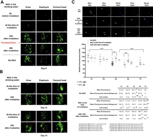 Figure 5. ROS levels modulated the temporal kinetics of femoral hematopoietic reconstitution. C57BL/6 recipient mice (10 mice in each group) were orally treated with NAC 8 hours before irradiation, at the time of irradiation, and 24 or 48 hours after irradiation until 1 month after transplantation. At 24 hours after irradiation at 10 Gy, C57BL/6 recipient mice were transplanted with 1000 LSKCD34− GFP+ hematopoietic cells. Pictures in panels A and B represent selected frames (knee, diaphysis, and femoral head areas) of 30 seconds to 50 seconds acquired videos (scale bar represents 50 μm) obtained 9 (A) or 13 and 15 (B) days after transplantation for each mouse group. (A) Only transplanted mice treated with NAC 24 hours and 48 hours after irradiation displayed the same density of GFP+ hematopoietic cells as untreated transplanted mice. (B) The delay in the cellular density of GFP+ hematopoietic cells of mice treated with NAC at the time of irradiation was diminished 13 days after transplantation and was recovered 15 days after transplantation. (C top panel) Relative fluorescence units of individual cells detected in all frames of the femoral head 1, 2, 3, 5, and 7 days after transplantation of 1000 CFSE-labeled LSKCD34− cells into mice not treated or treated with NAC at the time of irradiation or 24 hours after irradiation was quantified. One, 2, 3, 5, and 7 days after transplantation, videos of the hematopoietic reconstitution were recorded in the 2 femurs of 3 different mice. Pictures acquired from videos of the femoral head show one of the few frames that contain single CFSE-labeled cells. White and blue arrows, respectively, indicate cells with fluorescence intensities more than 100 or approximately 80. **P < .05; ***P < .001. (Bottom panel) Graphics show the distribution of relative fluorescence units of each cell present in the analyzed frames and the means of these individual relative fluorescence units. These values, together with the cell number detected and the mean fluorescence above background (which is 60, as shown in Figure 1B), are shown below graphics. The data are representative of those obtained in 3 different mice. Statistical analysis was performed with the 1-way analysis of variance test.