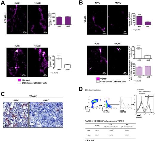 Figure 6. VCAM-1 expression on endothelial cells is dependent on ROS and regulates the recruitment of LSKCD34− hematopoietic cells early after transplantation. C57BL/6 recipient mice were treated or not with the antioxidant agent NAC at the time of irradiation. Five minutes after irradiation at 10 Gy, 30 μg of fluorescent anti–PECAM-1 (A), anti–VCAM-1 (B), or anti-IgG isotype antibodies (data not shown) was injected into recipient mice. Twenty-four hours later, mice were not transplanted (A-B top panels) or transplanted (A-B bottom panels) with 1000 LSKCD34− CFSE-labeled cells; and 5 hours after transplantation, videos were performed in the femurs. No signal could be detected with the anti-IgG isotype antibodies (not shown). (A-B top panels) Pictures represent the expression of PECAM-1 (A) or VCAM-1 (B) in selected frames from femoral heads of mice treated or not with NAC. The histogram shows the number of PECAM-1 (A) or VCAM-1 (B) positive frames in the 150 frames that covered femoral heads of mice treated with or without NAC (n = 3 mice). Error bars represent SEM. Statistical analysis was performed with the 1-way analysis of variance test. (A bottom panel) Pictures represent selected frames that show associations of CFSE-labeled LSKCD34− hematopoietic cells and PECAM-1–stained structures in the femoral head. The histogram shows the number of positive CFSE cells in the 150 frames that covered femoral heads of mice treated with or without NAC (n = 3 mice). Error bars represent SEM. Statistical analysis was performed with the 1-way analysis of variance test. (B bottom panel) Pictures represent selected frames that show associations between LSKCD34− hematopoietic cells and VCAM-1–stained structures in the femoral head. The histograms show the number of positive CFSE cells in the 150 frames that covered femoral heads of mice treated with or without NAC (top histogram) and the percentage of CFSE+ cells associated with PECAM-1- or VCAM-1–positive frames (bottom histogram; n = 3 mice). Error bars represent SEM. Statistical analysis was performed with the 1-way analysis of variance test. (C) Immunohistochemistry analysis of VCAM-1 expression in irradiated bone marrow of femoral heads of mice treated or not with NAC. Note that fewer sinusoids with intense VCAM-1–labeled cells are present in mice treated with NAC. (D top panel) At 24 hours after a 10-Gy irradiation, FACS analysis of VCAM-1 expression by MECA32+CD45− live (Hoechst−) cells from femoral heads of mice treated or not with NAC. Note that the fluorescence mean of VCAM-1 expression is similar in the presence or in the absence of NAC but that the number of VCAM-1+ cells is different. (D bottom panel) At 24 hours after irradiation at 10 Gy, C57BL/6 recipient mice, treated or not with NAC at the time of irradiation or 24 hours after irradiation, were transplanted with 1000 LSKCD34− cells. One and 9 days after transplantation, FACS analyses were performed and the percentage of MECA32+CD45− live (Hoechst−) cells expressing VCAM-1 is shown. Statistical analysis was performed with the 1-way analysis of variance test.