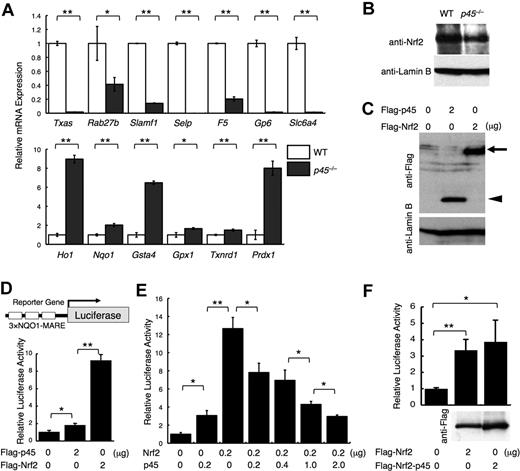 Figure 1. p45 competitively inhibits Nrf2-mediated transcriptional activation. (A) Quantitative RT-PCR of platelet genes and cytoprotective genes in p45-null megakaryocytes. The relative values were calculated against the values of WT megakaryocytes. (B) Immunoblot analysis of nuclear extracts of p45-null and WT megakaryocytes cultured from fetal livers. Anti-Nrf2 and anti–lamin B antibodies were used. (C) Comparison of protein abundance of p45 and Nrf2. FLAG-tagged p45 and FLAG-tagged Nrf2 were transiently overexpressed in 293T cells. Whole-cell extracts were prepared and subjected to immunoblot analysis with anti-FLAG or anti–lamin B antibodies. and ◀ indicate FLAG-Nrf2 and FLAG-p45, respectively. (D) Comparison of transcriptional activation abilities of p45 and Nrf2. Equal amount of the expression vectors were introduced into 293T cells with a luciferase gene driven by MARE of the Nqo1 promoter in triplicate as a reporter gene. (E) Reporter assay in 293T cells with the same reporter gene used in panel D. Expression vectors of Nrf2 and/or p45 without tags were added as effector molecules. (F) Comparison of transcriptional activation abilities of FLAG-tagged Nrf2 and FLAG-tagged fusion protein of the N-terminal half of Nrf2 and C-terminal half of p45 with the same reporter gene used in panel D. The protein expression detected by anti-FLAG antibody is shown below. The relative luciferase activities were calculated against the activity generated by the reporter gene alone (D-F). The average values of triplicate experiments are presented, and the error bars represent SD (A,D-F). The Student t test was used to calculate statistical significance. *P < .05; **P < .005 (A,D-F).