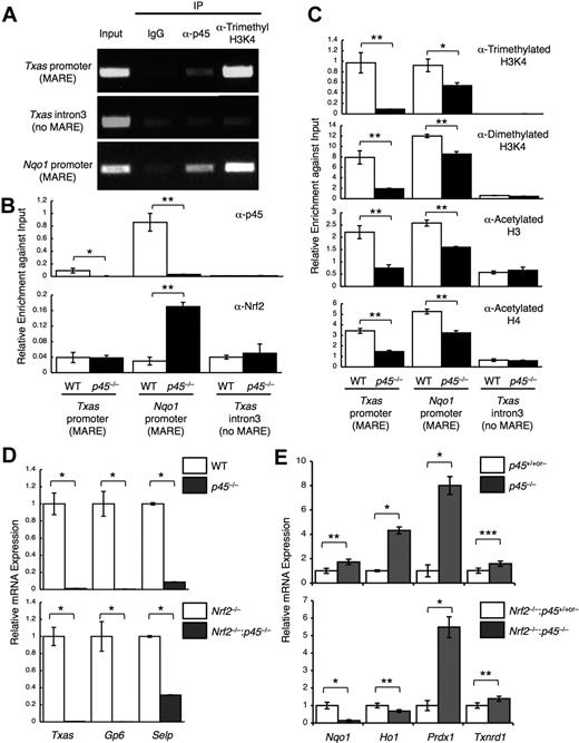 Figure 2. Competitive regulation of cytoprotective genes by p45 and Nrf2. (A) ChIP assays were performed with primary megakaryocytes derived from WT fetal livers using anti-p45 and anti–trimethyl-histone H3 (Lys4) antibodies. (B-C) ChIP assays were performed with primary megakaryocytes derived from p45-null and control fetal livers using anti-p45 and anti-Nrf2 antibodies (B) and anti–trimethyl-histone H3K4, anti–dimethyl-histone H3K4, anti–acetyl-histone H3, and anti–acetyl-histone H4 antibodies (C). Enrichment of the promoter regions containing MAREs of the Txas and Nqo1 genes is shown. The third intron of the Txas gene was used as a negative control. Quantitative analysis was performed, and the average values and SD were calculated from the triplicate samples (B-C). The Student t test was used to calculate statistical significance. *P < .02; **P < .002 (B-C). (D-E) Effect of p45 deletion on the expression of platelet genes (D) and cytoprotective genes (E) in the presence (top panels) and in the absence (bottom panels) of Nrf2. Quantitative RT-PCR was performed, and the relative values were calculated against the values of WT (D top panel), Nrf2−/− (D bottom panel), the mixture of WT and p45+/− (E top panel), and the mixture of Nrf2−/− and Nrf2−/−:p45+/− (E bottom panel) megakaryocytes. The Student t test was used to calculate statistical significance. *P < .002; **P < .05; ***P < .1 (D-E).