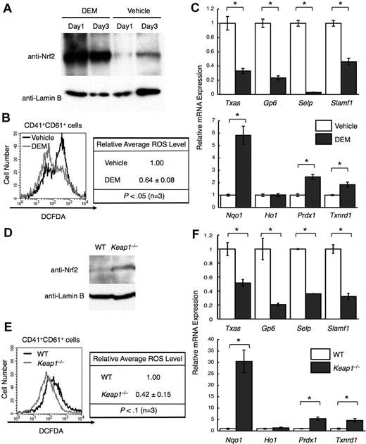 Figure 4. Nrf2 activation reduces ROS levels and platelet gene expression. (A) Nuclear accumulation of Nrf2 in primary megakaryocytes by DEM treatment. DEM was added to a final concentration of 100 μM every 24 hours. CD41+ cells were isolated from day 1 and day 3 cultures, and nuclear extracts were prepared. Anti-Nrf2 and anti–lamin B antibodies were used. (B) Flow cytometric analysis of intracellular ROS levels in primary megakaryocytes treated with DEM. The intensities of DCFDA in the CD41+CD61+ cells are displayed in histograms. Average ROS levels obtained from the histograms of DEM-treated cells were changed to relative values against those from vehicle-treated cells. (C) Quantitative RT-PCR of platelet genes (top panel) and of cytoprotective genes (bottom panel) in DEM-treated megakaryocytes. The relative values were calculated against the values of vehicle-treated megakaryocytes. (D) Nuclear accumulation of Nrf2 in primary megakaryocytes cultured from Keap1-null fetal livers. CD41+ cells were isolated, and nuclear extracts were prepared. Anti-Nrf2 and anti–lamin B antibodies were used. (E) Flow cytometric analysis of intracellular ROS levels in Keap1-null megakaryocytes. The intensities of DCFDA in the CD41+CD61+ cells are displayed in histograms. Average ROS levels obtained from the histograms of Keap1-null megakaryocytes were changed to relative values of those from WT cells. Average values are shown with SD (B,E). Statistical significance of the relative ROS levels was calculated using paired t test (B,E). (F) Quantitative RT-PCR of platelet genes (top panel) and of cytoprotective genes (bottom panel) in Keap1-null megakaryocytes. The relative values were calculated against the values of WT megakaryocytes. The average values of triplicate experiments are presented, and the error bars represent SD (C,F). The Student t test was used to calculate statistical significance. *P < .002 (C,F).