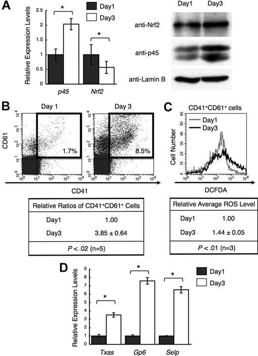 Figure 5. Increased p45 and ROS levels correlate with megakaryocytic maturation. (A) Expression of p45 and Nrf2 during megakaryocytic maturation. mRNA levels (left panel) and protein levels in nuclei (right panel) are shown. CD41+ cells were isolated from day 1 and day 3 cultures, and total RNA and nuclear extracts were prepared. The relative values were calculated against the values of day 1 megakaryocytes (left panel). Anti-Nrf2, anti-p45, and anti–lamin B antibodies were used (right panel). (B) Flow cytometric analysis showing megakaryocytic differentiation in day 1 and day 3 cultures. Frequencies of CD41+CD61+ cells are shown in the figure (top panel). Relative frequencies of CD41+CD61+ cells were calculated against the value of day 1 culture (bottom panel). Average values are shown with SD. Statistical significance of the relative ratio of CD41+CD61+ cells was calculated using paired t test. (C) Flow cytometric analysis of intracellular ROS levels in primary megakaryocytes at day 1 and day 3. The intensities of DCFDA of CD41+CD61+ cells in panel B (gates depicted in bold rectangles) are shown in the histogram. Average ROS levels obtained from the histograms of day 3 megakaryocytes were changed to relative values against those from day 1 cells. Average values are shown with SD. Statistical significance of the relative ROS levels was calculated using paired t test. (D) Quantitative RT-PCR of platelet genes in day 1 and day 3 megakaryocytes. The relative values were calculated against the values of the day 1 sample. The average values of triplicate experiments are presented, and the error bars represent SD (A,D). The Student t test was used to calculate statistical significance. *P < .05 (A). *P < .001 (D).