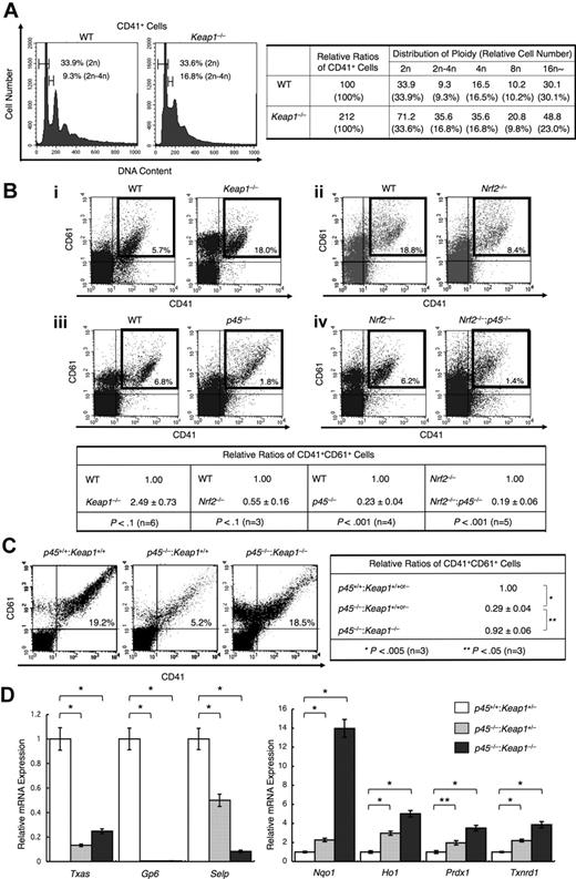 Figure 6. Nrf2 cooperates with p45 to promote megakaryocytic proliferation but does not activate platelet genes. (A) DNA content of primary megakaryocytes cultured from Keap1-null and control fetal livers (left panel). Frequencies of CD41+ cells containing DNA contents of 2n and between 2n and 4n are indicated. A relative number of CD41+ cells of each ploidy against the total CD41+ cells generated in the WT culture is shown in the right panel. Representative data from 2 independent experiments are shown. (B) Flow cytometric analysis of fetal liver cultures. Cells were stained with FITC-conjugated CD41 and PE-conjugated CD61. Keap1-null cells (i), Nrf2-null cells (ii), and p45-null cells (iii) were compared with control WT cells derived from their corresponding littermates. Nrf2−/−:p45−/− cells were compared with Nrf2-null cells (iv). Representative data are presented from more than 3 independent experiments. Frequencies of CD41+CD61+ cells are shown in the figure. Relative frequencies of CD41+CD61+ cells were calculated against the value of the WT culture (for Keap1-null, Nrf2-null, and p45-null cells) and Nrf2-null culture (for Nrf2−/−:p45−/− cells) (bottom panel). (C) Flow cytometric analysis showing megakaryocytic differentiation in fetal liver cultures from WT, p45-null, and p45−/−:Keap1−/− mice obtained from the same litter. Cells were stained with FITC-conjugated CD41 and PE-conjugated CD61. Frequencies of CD41+CD61+ cells are shown in the figure (left panel). Relative frequencies of CD41+CD61+ cells were calculated against the value of the mixture of WT and Keap1+/− culture (right panel). Average values are shown with SD (B-C). Statistical significance of the relative ratio of CD41+CD61+ cells was calculated using paired t test (B-C). (D) Quantitative RT-PCR of platelet genes and cytoprotective genes in primary megakaryocytes cultured from Keap1+/−, p45−/−:Keap1+/−, and p45−/−:Keap1−/− fetal livers obtained in the same litter. The relative values were calculated against the values of Keap1+/− megakaryocytes. The average values of triplicate experiments are presented, and the error bars represent SD. The Student t test was used to calculate statistical significance. *P < .001. **P < .005.