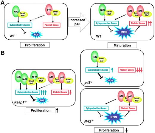 Figure 7. Model for p45 and Nrf2-regulated megakaryocytic maturation. (A) In WT megakaryocytes at an immature stage (WT, left panel), Nrf2 seems to make a major contribution to cytoprotective gene regulation, which could promote cell proliferation. In mature megakaryocytes (WT, right panel), p45, as a modest activator, seems to maintain the moderate expression of cytoprotective genes by competing with Nrf2 and to enhance ROS accumulation. Increased ROS cooperates with p45 to promote platelet gene expression. (B) In p45-null cells, platelet genes are dramatically repressed and cytoprotective genes are induced by Nrf2, resulting in the reduction of ROS levels. In Nrf2-null cells, neither gene expressions nor ROS levels are changed. In both cases, proliferation of megakaryocytes is impaired (right panels). In Keap1-null cells, constitutively activated Nrf2 strongly activates cytoprotective genes but not platelet genes. ROS accumulation is inhibited, and proliferation of immature megakaryocytes is promoted (left panel). Solid and broken black arrows indicate explicit and ineffective interaction, respectively.