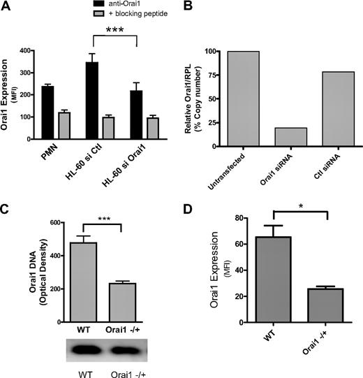 Figure 1. Neutrophils express membrane Orai1. Isolated mouse and human PMNs, or 2-day differentiated HL-60 were assessed for RNA, DNA, or protein expression. (A) Protein expression levels were measured from the average mean fluorescence intensity (MFI) of paired flow cytometry samples of HL-60 cells transfected with negative control or Orai1-specific siRNA (n = 10) and PMNs (n = 4). Background fluorescence resulting from nonspecific antibody binding was measured by analyzing cells treated with a blocking decoy peptide against which the Orai1 antibody was originally raised. (B) Relative expression levels of Orai1 mRNA compared with RPL mRNA were measured for siRNA-transfected, control siRNA-transfected, or mock-transfected HL-60 cells by quantitative PCR. Data expressed as Orail mRNA copy number relative to RPL after PCR amplification. (C) Relative genomic DNA expression of Orai1 in WT versus Orai1−/+ mice measured by electrophoresis of amplified DNA from mouse tissues. Bars represent average densitometry measurements from 18 Orai1−/+ and 6 littermate WT mice ± SE. (D) Orai1 protein expression measured from the average MFI of paired cytometric measurements in WT and Orai1+/− mouse PMNs (n = 3). *P < .05; ***P < .001.