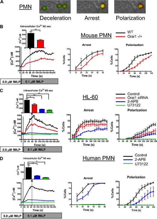 Figure 2. Calcium dynamics via Orai1 supports GPCR-mediated PMN recruitment. PMNs isolated from murine Orai1+/+ (WT), or Orai1−/+ littermates, 2-day differentiated HL-60 cells, or freshly isolated human PMNs were loaded with fura-2 AM, perfused at a shear stress of 2 dyne/cm2 into a microfluidic flow chamber consisting of an L-cell monolayer substrate expressing E-selectin, and then 0.1μM fMLP was perfused just after time 0 and ratio-imaged by fluorescence microscopy. (A) Representative images of a human PMN decelerating, arresting, and undergoing shape polarization show fura-2 emission, with the intensity of red representing 340 nm excitation (calcium bound) and green representing 380nM excitation (calcium unbound). The average calcium concentration is shown in 1-second increments, and the percentage of cells arrested is shown in 10-second increments. (B) Percentage of arrested and polarized in WT and Orai1−/+ PMNs is based on analysis of more than 150 cells from 4 paired experiments. WT cells had significantly higher arrest and polarization than Orai1−/+ at time points beyond 30 seconds. **P < .01. (C) HL-60 were transfected with negative control, or Orai1-specific siRNA as indicated, were differentiated for 2 days with 1.3% DMSO and were imaged in the flow channels responding to 0.1μM fMLP as in panel A (n = 10 separate experiments). Negative control transfectants were treated with 2-APB or U73122 to completely block SOCE or store release. For Ca2+ quantified at 60 seconds. *P < .05. **P < .01. (D) Human PMNs were observed in absence of inhibition (n = 6), in the presence of 100μM 2-APB (n = 4), or in the presence of 1μM U73122 (n = 4) as indicated. Cells treated with 2-APB had significantly lower arrest fraction at 30 seconds (P = .003) and significantly lower polarization between 50 seconds and 100 seconds (P values range from .007 to .045 compared with the controls). *P < .05; #P < .05 (1-tailed t test, P = .059 by 2-tailed t test).