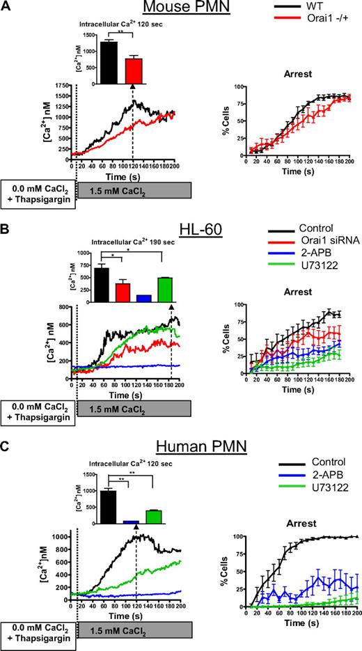 Figure 3. Calcium influx through SOCE and Orai1 facilitates neutrophil arrest. (A) PMNs isolated from murine Orai1−/+, WT littermates (ie, Orai1+/+), 2-day differentiated HL-60 cells, or freshly isolated human PMNs were loaded with fura-2, incubated with 1 μM thapsigargin as indicated, and then perfused over a monolayer of L cells expressing E-selectin and ICAM-1 in the presence of 0.1mM ethyleneglycoltetraacetic acid. At time 0, 1.5mM CaCl2 was injected into the inlet reservoir triggering selectin-dependent rolling and calcium influx through store-operated calcium channels. (A) Panels indicate intracellular calcium concentration and arrested fraction from WT or Orai1−/+ PMNs as indicated. (B) HL-60 cells were transfected with scrambled control or specific Orai1 siRNA as indicated (both n = 10). Orai1 siRNA-transfected cells had significantly higher rolling fractions at 150 seconds, 160 seconds, and 170 seconds (P = .03, .01, and .03, respectively) than control transfected cells. (C) Human PMNs were analyzed in the presence of vehicle control (n = 6), 100μM 2-APB (n = 4), or 1μM U73122 (n = 4) as a function of time. Cells treated with 2-APB had significantly lower arrest fraction than control at 60 seconds (P = .01). All statistical comparisons in this figure are by 2-tailed t test: *P < .05; **P < .01.