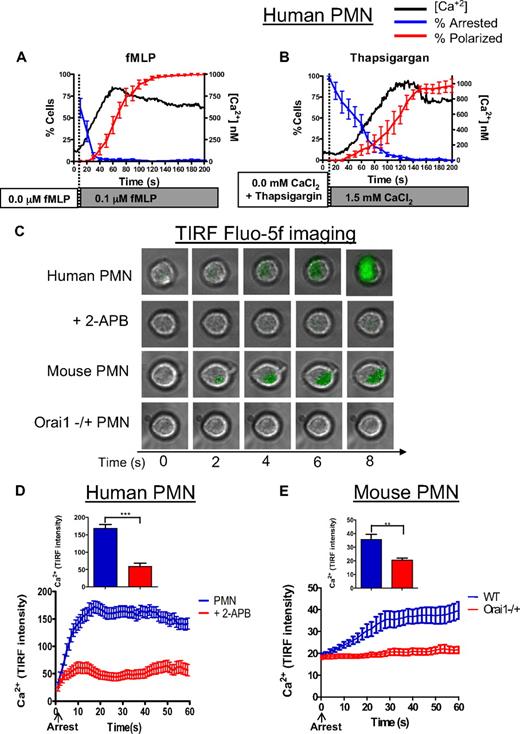 Figure 4. Intracellular calcium rises in synchrony with PMN arrest and polarization. (A) Data for human PMNs responding to fMLP stimulation are compiled from more than 200 individual observations onto 1 plot to compare the dynamics of calcium, arrest, and polarization. Arrest is represented here as the fraction of cells remaining rolling (ie, the inverse of arrest). (B) Data for human PMNs treated with thapsigargin and stimulated by the addition of 1.5mM CaCl2 are also compiled onto 1 plot to compare the dynamics of calcium arrest and polarization. Arrest is represented as in panel A. (C) Human and mouse PMNs were loaded with fluo-5f, perfused over a glass coverslip coated with recombinant E-selectin-Fc and ICAM-1-Fc, and imaged by TIRF microscopy. Representative images from 3 separate experiments are indicated. (D) Calcium (fluo-5F) intensity over 60 seconds, untreated PMNs had significantly higher relative fluo-5f signal than 2-APB treated cells at 15 seconds and higher time points (P < .01). (E) Calcium (fluo-5F) signal in mouse WT versus Orai1−/+ PMNs over 60 seconds. **P < .01. ***P < .001. Error bars represent the SE for each measured time point.