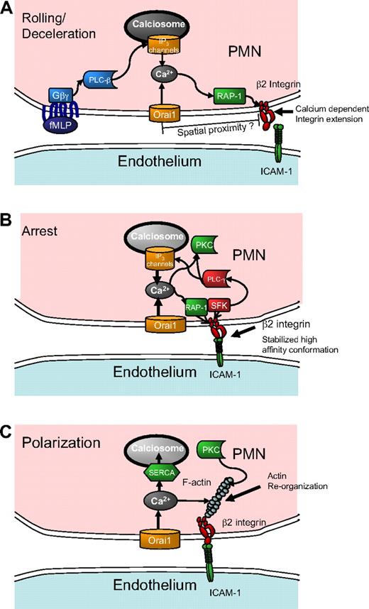 Figure 5. Conceptual model of calcium regulation and integrin engagement during PMN recruitment in shear flow. (A) During rolling, release of calcium stores initiated by GPCR and PLC-β signals IP3-sensitive calciosomes that cooperate with Orai1 SOCE eliciting an upshift in β2-integrin activation via Rap-1 that is sensitive to the rapid and local release of calcium stores resulting in PMN arrest. (B) As the PMN transitions to arrest, integrin engagement under stress stabilizes a high affinity conformation, which triggers activation of PLC-γ. The additional calcium release caused by integrin engagement sustains SOCE-mediated calcium influx and reinforces signaling for strengthening of arrest. (C) Calcium signaling causes rearrangement of the actin cytoskeleton and activation of secondary messengers (PKC) necessary for shape polarization. Electrical depolarization of the membrane and refilling of calcium stores through SERCA pumps slowly diminish intracellular calcium.