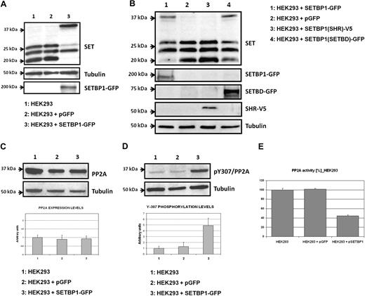 Figure 2. Ectopic expression of SETBP1 induces increased full-length SET levels and inhibits PP2Ac. (A) Western blot showing endogenous SET expression in HEK293 cells transfected with SETBP1-GFP, an empty vector as a control, or nontransfected cells. (B) Analysis by Western blot showing SET in HEK293 cells transfected with different regions of SETBP1. SHR indicates SKI homologous region; and SETBD, SET binding domain. (C) Western blot and densitometry analysis showing the effect of ectopic SETBP1 over PP2A expression in HEK293 cells. (D) Western blot and densitometry analysis showing the effect of ectopic SETBP1 over PP2A phosphorylation levels of the tyrosine-307. (E) PP2A phosphatase assay in HEK293 cells transfected or not with SETBP1.