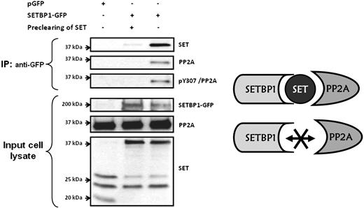 Figure 5. PP2A interacts with SET-SETBP1 heterodimer but not directly with SETBP1. Cell extracts expressing SETBP1-GFP (lanes 2 and 3) were immunoprecipitated with anti-GFP followed by Western blotting with anti-SET and anti-PP2A. Cell extract without SETBP1-GFP expression was used as negative control (lane 1). One of the cell extracts expressing SETBP1-GFP was precleared of SET using anti-SET antibodies bound to Sepharose-protein G before the immunoprecipitation (lane 2).
