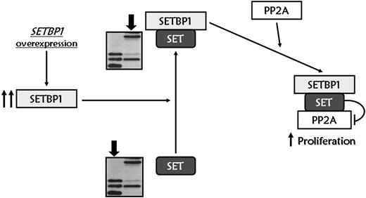 Figure 7. Proposed molecular model for SETBP1 signaling pathway. SETBP1 overexpression protects SET from protease cleavage, increasing the amount of full-length SET protein, and leading to the formation of a SETBP1–SET-PP2A complex that results in PP2A inhibition and therefore promotes the proliferation of leukemic cells.