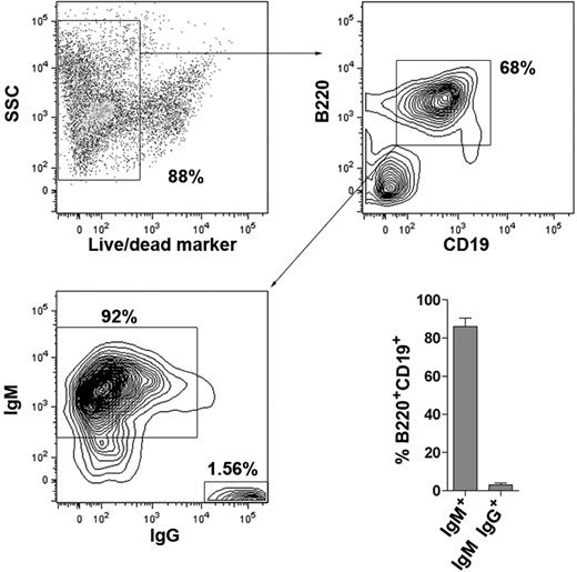 Figure 2. Murine MALT lymphoma cells express B220 and CD19 and are surface IgM positive. Fourteen independent single-cell suspension cultures of murine MALT lymphomas were analyzed flow cytometrically with respect to B220, CD19, and IgM/IgG expression. Results from a representative culture as well as the averages of all 14 cultures are shown. Error bars represent SEM.