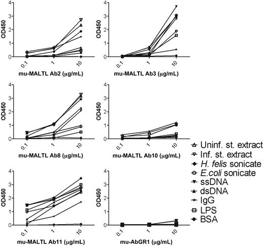 Figure 3. Recombinant murine MALT lymphoma–derived antibodies are polyreactive. Three concentrations (0.1, 1, and 10 μg/mL) of 5 murine antibodies cloned from the tumors of 5 independent mice and recombinantly expressed in 293T cells were tested by ELISA for reactivity toward BSA, LPS, IgG, dsDNA, ssDNA, Escherichia coli, or Helicobacter felis sonicate and protein that was extracted from the mucosa of BALB/c stomachs (either infected with H felis or uninfected). Antibodies 2, 3, 8, and 11 display strong reactivity toward the majority of targets, whereas Ab10 has comparatively low affinity. A monoreactive antibody (mu AbGR1) was used as a control.