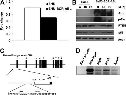 Figure 1. Down-regulation of Pten by BCR-ABL. (A) Total mRNA was isolated from parental ENU and ENU-BCR-ABL cells for DNA microarray analysis. The level of Pten mRNA was lower in BCR-ABL–expressing ENU cells than in parental ENU cells. (B) Pten protein level was also lower in Ba/F3-BCR-ABL cells than in parental Ba/F3 cells. Parental Ba/F3 and Ba/F3-BCR-ABL cells were treated with imatinib (IM; 1μM) for 48 and 72 hours, respectively. Protein lysates were analyzed by Western blot by the use of antibodies indicated. Independent experiments were repeated 3 times. (C) The mouse Pten promoter contains only one p53 binding site. (Top) Schematic representation of the mouse Pten genomics locus (GenBank accession number NM_008960). The exons are indicated by the black bars 1 to 9. (Middle) Region directly upstream of the Pten translation start site. The positions of oligonucleotide probes used for mapping the transcription stat site by PCR are indicated. (Bottom) Nucleotide sequence of the p53 binding site identified based on human p53 binding sequence.27 (D) p53 binds to Pten promoter directly. Chip was performed in BaF3 cells to show the binding of p53 to the Pten promoter as described in the Methods section.