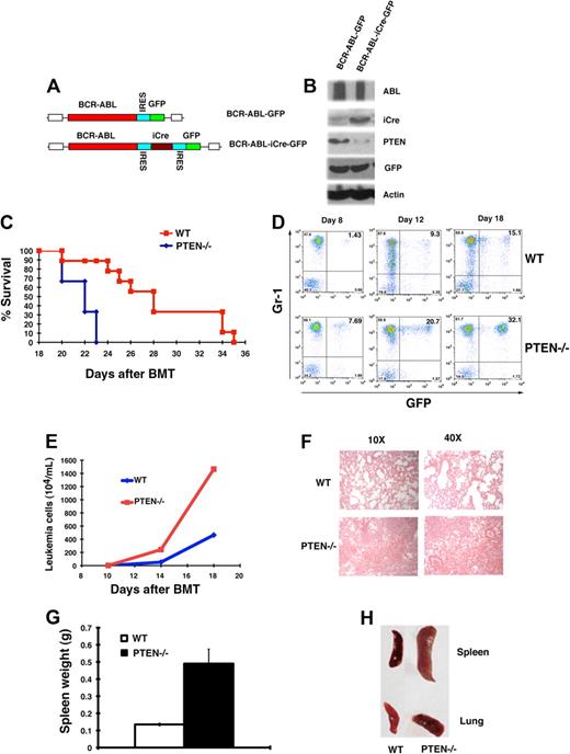 Figure 2. Pten deletion accelerates CML development. (A) Structure of BCR-ABL-iCre-GFP retroviral construct. (B) BCR-ABL-GFP and BCR-ABL-iCre-GFP retrovirus transduced bone marrow cells from PTENfl/fl mice were cultured under the Whitlock-Witte conditions for 1 week. Protein lysates were analyzed by Western blotting with the antibodies indicated. iCre-induced deletion of the Pten gene resulted in the removal of Pten protein. (C) Kaplan-Meier-style survival curves for recipients of BCR-ABL-iCre-GFP–transduced bone marrow cells from wild-type (WT; n = 6) or PTENfl/fl (PTEN; n = 9) mice (P < .005). (D) The percentage of leukemia cells (GFP+Gr1+) in recipients of BCR-ABL-iCre-GFP–transduced bone marrow cells from Ptenfl/fl mice was greater than that in recipients of BCR-ABL-iCre-GFP–transduced bone marrow cells from wild-type mice. (E) The total number of leukemia cells (total white blood cell count × percentage of GFP+Gr1+ cells) in the peripheral blood of recipients of BCR-ABL-iCre-GFP–transduced bone marrow cells from PTENfl/fl mice (PTEN) was greater than that in recipients of BCR-ABL-iCre-GFP–transduced bone marrow cells from wild-type mice (WT). (F) Photomicrographs of hematoxylin and eosin-stained lung sections from recipients of bone marrow cells from PTEN-deficient CML mice (Pten−/−) showed more severe infiltration of the lungs with myeloid leukemia cells than recipients of bone marrow cells from wild-type mice (WT) at day 14 after BMT. (G) Spleen weight of recipients of wild-type (WT) or Ptenfl/fl (Pten−/−) bone marrow cells transduced with BCR-ABL-iCre-GFP retrovirus at day 14 after BMT (P = .028). (H) Gross appearance of the lungs and spleens showed severe lung hemorrhages and splenomegaly in recipients of BCR-ABL-iCre-GFP–transduced bone marrow cells from PTENfl/fl CML mice (Pten−/−) than in recipients of the transduced wild-type (WT) bone marrow cells.