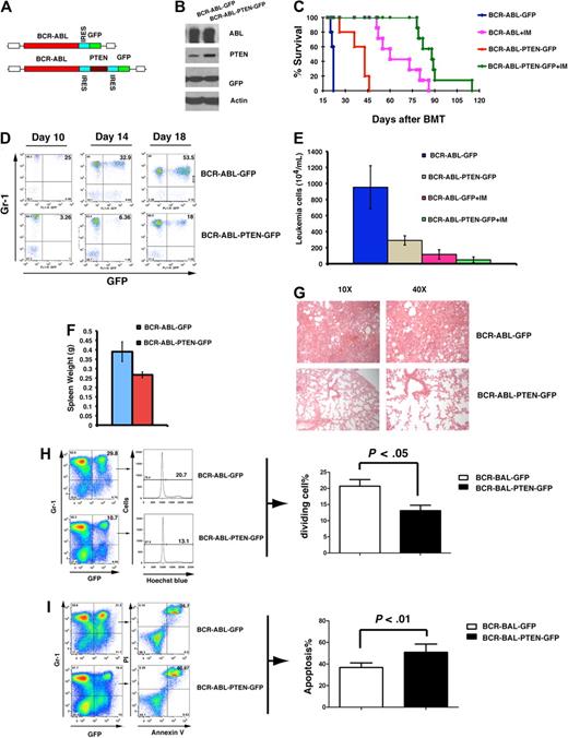 Figure 3. Overexpression of Pten delays CML development. (A) Structure of BCR-ABL-PTEN-GFP retroviral construct. (B) Western blot analysis shows expression of BCR-ABL, PTEN, and GFP from BCR-ABL-PTEN-GFP retrovirus. NIH3T3 cells were transduced with BCR-ABL-GFP or BCR-ABL-PTEN-GFP retrovirus for 3 hours. Then, 2 days later, protein lysates were analyzed be Western blotting by the use of the antibodies indicated. (C) Overexpression of Pten alone or in combination imatinib treatment prolongs survival of CML mice. Mice with CML induced with BCR-ABL-GFP (n = 20) or BCR-ABL-PTEN-GFP (n = 20) were treated with a placebo (n = 7) or imatinib (n = 7, 100 mg/kg, twice a day by gavage), beginning at day 8 after transplantation. (D) Flow cytometry analysis showed a slower accumulation of GFP+Gr1+ leukemia cells in peripheral blood of recipients of BCR-ABL-PTEN-GFP–transduced bone marrow cells than that in recipients of BCR-ABL-GFP–transduced bone marrow cells. (E) CML was induced with BCR-ABL-GFP or BCR-ABL-PTEN-GFP, and the difference in peripheral blood leukemia cell counts (white blood cell count × the percentage of GFP+Gr1+ cells) in CML mice treated with a placebo or imatinib was determined at day 20 after BMT. (F) Spleen weight of CML mice induced with BCR-ABL-GFP or BCR-ABL-PTEN-GFP. (G) Photomicrographs of hematoxylin and eosin–stained lung sections from mice with CML induced with BCR-ABL-GFP or BCR-ABL-PTEN-GFP at day 20 after transplantation. (H) At day 20 after BMT, peripheral blood cells were stained with Gr1 and Hoechst blue. The S + G2M phase of leukemia cells (GFP+Gr1+) was represented by the percentage of Hoechst blue–positive cells. Mean percentage for each cell population (n = 3) was shown. (I) At day 20 after BMT, peripheral blood cells were stained with Gr1, annexin V, and propidium iodide (PI). Apoptotic leukemia cells were represented by the GFP+Gr1+annexinV+PI+ population. Mean percentage for each cell population (n = 3) was shown.