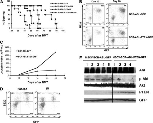 Figure 5. Pten overexpression delays B-ALL development. (A) Overexpression of Pten alone or in combination with imatinib treatment prolonged survival of B-ALL mice. Mice with B-ALL induced with BCR-ABL-GFP (n = 10) or BCR-ABL-PTEN-GFP (n = 10) were treated with a placebo (n = 5) or imatinib (n = 5, 100 mg/kg, twice a day by gavage), beginning at day 8 after BMT. (B) FACS analysis showed a slower accumulation of GFP+B220+ leukemia cells in peripheral blood of recipients of BCR-ABL-PTEN-GFP transduced bone marrow cells than that in recipients of BCR-ABL-GFP–transduced bone marrow cells. (C) The difference in peripheral blood leukemia cell counts (white blood cell count × percentage of GFP+B220 cells) in B-ALL mice induced with BCR-ABL-GFP or BCR-ABL-PTEN-GFP was determined at day 12 or 20 after BMT. (D) Mice with B-ALL induced with BCR-ABL-PTEN-GFP were treated with a placebo or imatinib (IM). Peripheral blood leukemia cells were analyzed by FACS at day 35 after BMT. (E) Western blot analysis of spleen cell lysates for Pten overexpression and Akt phosphorylation in mice with B-ALL induced by BCR-ABL-PTEN-GFP or by BCR-ABL-GFP mice. The protein lysates were isolated from the mice at day 20 after BMT. The black line indicates that the lanes not adjacent on the same original sodium dodecyl sulfate–polyacrylamide gel electrophoresis were brought together to generate this figure.