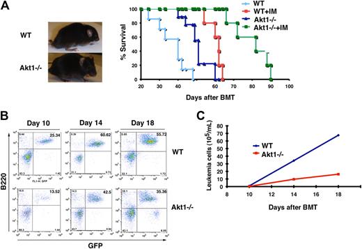 Figure 6. Loss of Akt1 delays B-ALL development. (A) Gross appearance and Kaplan-Meier–style survival curves for recipients of BCR-ABL–transduced bone marrow cells from wild-type (WT) or Akt1−/− mice. B-ALL mice transduced from wild-type mice are treated with placebo (n = 20) or imatinib (IM; n = 10, 100 mg/kg, twice a day) and B-ALL mice transduced from Akt1−/− mice are also treated with placebo (n = 25) or imatinib (n = 10, 100 mg/kg, twice a day). (B) Bone marrow cells were harvested from recipients of BCR-ABL transduced wild-type or Akt1−/− bone marrow cells and were stained with antibodies against CD43 and B220 (representing pro-B cells) for FACS analysis. (C) FACS analysis showed the numbers of peripheral blood leukemia cells (GFP+B220+) in recipients of BCR-ABL-GFP–transduced wild-type or Akt1−/− bone marrow cells.