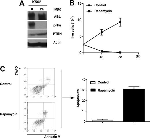 Figure 7. PTEN down-regulation in K562 cells and inhibition of K562 cells by rapamycin. (A) PTEN protein level was elevated by K562 cells treated with imatinib (IM). K562 cells were treated with imatinib (1μM) for 24 hours, and protein lysates were analyzed by the use of Western blotting with the antibodies indicated. (B) Rapamycin inhibits proliferation of K562 cells. K562 cells were treated with DMSO or rapamycin (10μM) for 48 and 72 hours, and live cells were counted. (C) Rapamycin induces apoptosis of K562 cells. K562 cells were treated with DMSO or rapamycin (10μM) for 48 hours. Apoptotic cells (annexin V+/7AAD+) cells were analyzed by FACS.