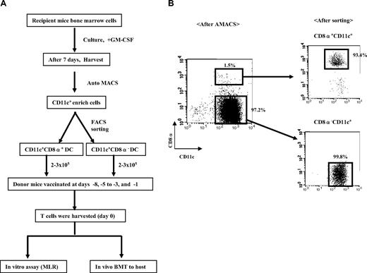 Figure 1. Experimental design. (A) Schema of the immunization protocol. (B) Gating strategy for FACS sorting of allogeneic BM-derived DCs into subsets of CD8α+CD11c+ DCs and CD8α−CD11c+ DCs.