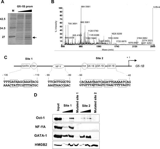 Figure 1. HMGB2 is associated with oligonucleotide corresponding to the GFI1B promoter. (A) Proteins bound to GFI1B promoter oligonucleotide were separated by SDS-PAGE on a 10% polyacrylamide gel. After Coomassie staining, the protein band with a 25-kDa apparent molecular weight was cut and analyzed by mass spectrometry. (B) Extracted peptides were analyzed by mass spectroscopy using a matrix-assisted laser desorption/ionization time-of-flight mass spectrometer (Voyager DEPro; Applied Biosystems). Monoisotopic mass list was used to search the Swiss-Prot database27 for human proteins using the Mascot search engine. (C) Schematic representation of the GFI1B promoter. Two specific regulatory regions were indicated “site 1” (−138 to −116) and “site 2” (−69 to −37). The 2 putative Oct-1–binding sites identified in this study and the NF-Y–binding site were indicated. (D) GATA-1, Oct-1, NF-Y, and HMGB2 association with oligonucleotides corresponding to the GFI1B promoter. Oligo pull-down assays were performed with cell lysates from differentiated erythroid cells harvested 3 days after induction of erythroid differentiation (E3) of CD34+ cells. Cell lysates were immunoprecipitated with increasing amount of oligonucleotides representing wild-type (indicated above the lanes by black wedges) or mutated site 1 or site 2 of the GFI1B promoter. Proteins bound to the DNA template were separated by SDS-PAGE and analyzed by Western blotting using antibodies against GATA-1, Oct-1, NF-YA, or HMGB2. The results shown on this figure are representative of 4 experiments.