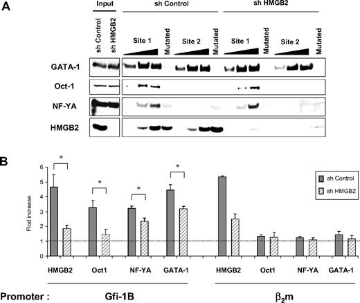Figure 3. HMGB2 increases Oct-1 binding to the GFI1B promoter in vitro and in vivo. (A) GATA-1, Oct-1, NF-YA, and HMGB2 binding to the GFI1B promoter in vitro in the presence or absence of HMGB2. Oligonucleotide corresponding to site 1 or site 2 of the GFI1B promoter was incubated with cell lysates from erythroid UT-7 cells. The GATA site of the site 1 and the 3 Gfi-1/Gfi-1B–binding sites of the site 2 oligonucleotides (that bind GATA-1) were mutated when indicated. Cell lysates from UT7 cells infected with shControl or shHMGB2 lentiviruses were used. Total cell extracts were shown (input). Results are representative of 3 independent experiments. (B) In vivo binding of HMGB2, Oct-1, NF-YA, and GATA-1 to the GFI1B promoter. ChIP analyses were performed with chromatin from undifferentiated shControl- or shHMGB2-transduced UT-7 cells using antibodies against HMGB2, Oct-1, NF-YA, or GATA-1. Quantitative PCRs were performed with 2 pairs of primers, one amplifying a sequence within the GFI1B promoter (−0.15 kb) and the other one amplifying the β2microglobulin promoter. Results are expressed as enrichment values (bound/input) relative to IP with IgG antibody and are means ± SD of 3 independent ChIP experiments; *P < .05 by Student t test.