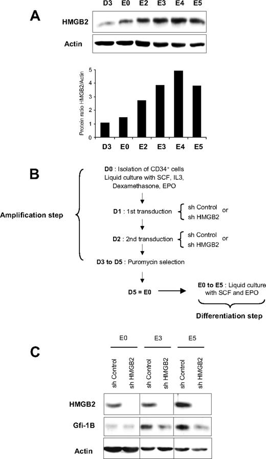Figure 4. HMGB2 expression increases and the knockdown of HMGB2 impedes Gfi-1B expression during erythroid differentiation. (A) HMGB2 protein expression during erythroid differentiation. CD34+ cells were purified from cord blood samples and cultured in a 2-phase system. During the first phase of 5 days (D1 to D5), CD34+ cells were cultured in the presence of IL-3, SCF, EPO, and dexamethasone. Then, the cells were induced to differentiate in the presence of EPO and SCF (E0 to E5). Cell lysates were prepared from CD34+ cells before (D3) and every day after induction of erythroid differentiation (E0 to E5). Total cell extracts were separated by SDS-PAGE and analyzed by Western blotting using an HMGB2-specific antibody. Actin expression was evaluated to confirm equal protein loading. Data are also expressed (bottom part of the figure) as the ratio between HMGB2 and actin proteins. (B) Experimental protocol for cell transduction and analysis of the effects of HMGB2 depletion. CD34+ cells were purified from cord blood and amplified in the presence of IL-3, SCF, EPO, and dexamethasone and then infected with lentiviruses carrying shControl or shHMGB2 and the puromycin-resistance gene (D1 and D2). Cells were then grown for an additional 48 hours in liquid culture in the culture medium but with addition of 1 μg/mL puromycin. After puromycin selection, cells were induced to differentiate in the presence of EPO and SCF (E0 to E5). (C) Gfi-1B expression during erythroid differentiation in the presence or absence of HMGB2. Cell lysates were prepared from shControl- or HMGB2-transduced cells the day of the induction of erythroid differentiation (E0) and 3 (E3) or 5 (E5) days after. Proteins were analyzed by Western blot using specific antibodies as indicated on the left of the figure; 3 independent experiments were performed.